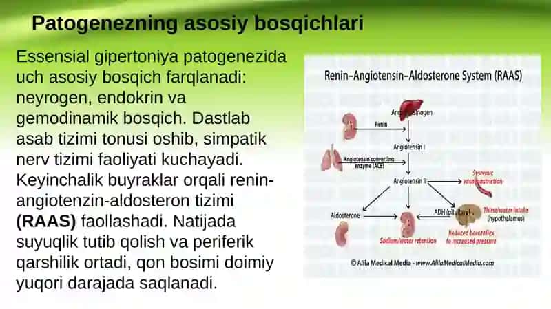 Essensial gipertoniya patogenezining zamonaviy aspektlari 3