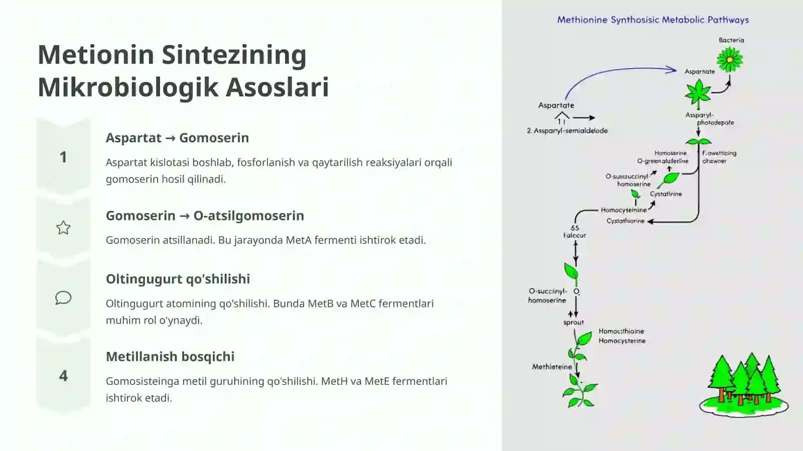 Metionin aminokislota sintezlovchi mikroorganizmlar 3