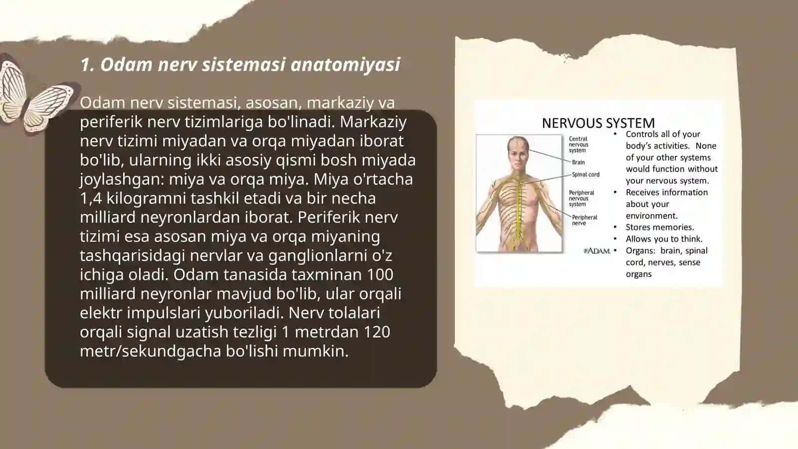Odam nerv sistemasi anatomiyasi 3