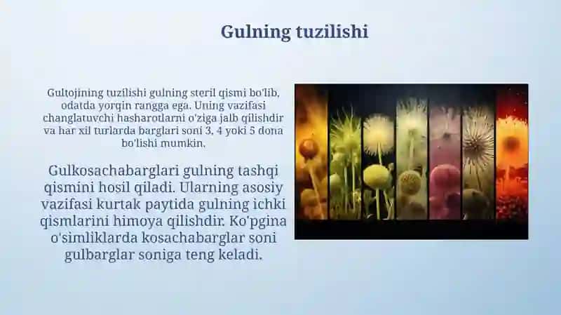 Gulning tuzilishi 3