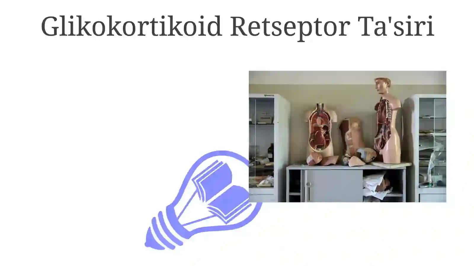 Buyrak usti bezining korteks gormonlari 3