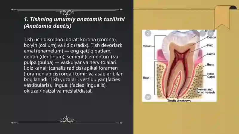 Tish anatomiyasi (Lotin tilida) 3