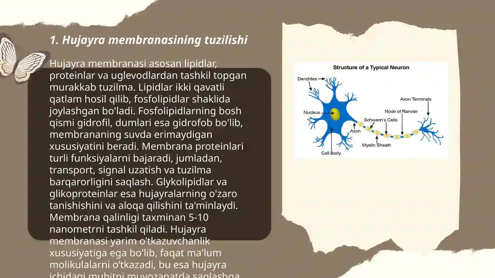 Hujayra membranasining tuzilishi 3