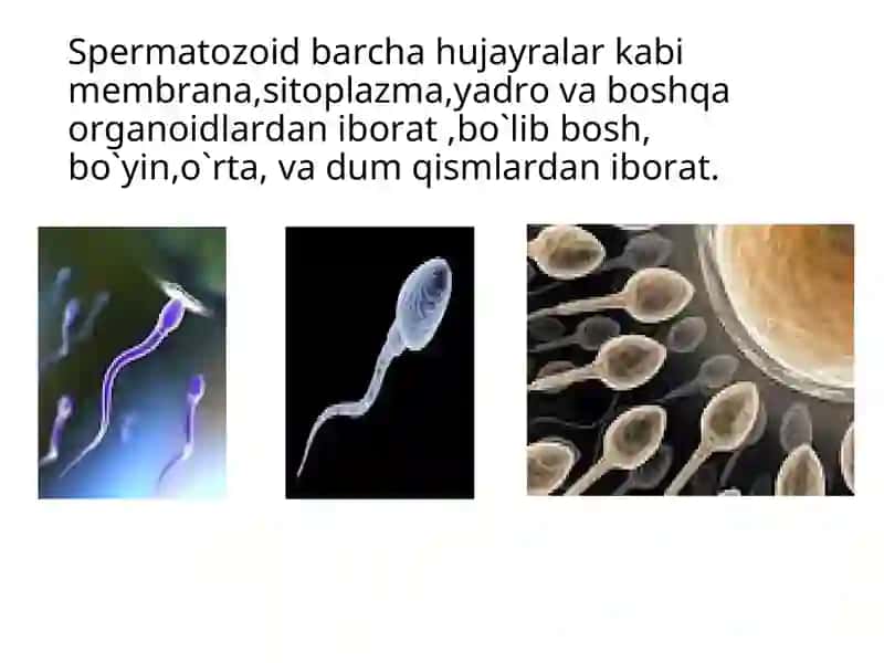 Urug’ hujayralarning tuzilishi va spermatogenez 3