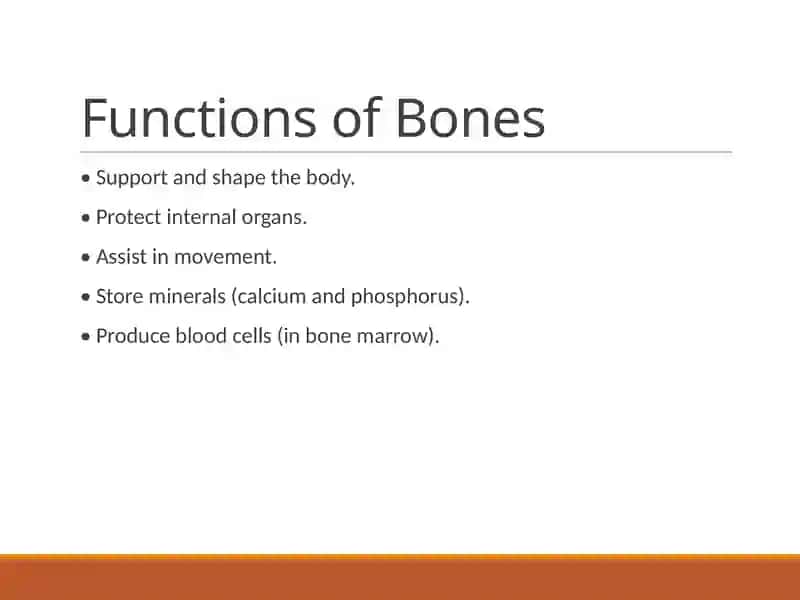Types of Bones 3