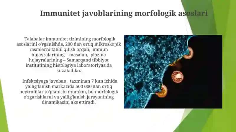 Immun himoya reaksiyalarining morfologik asoslari 3