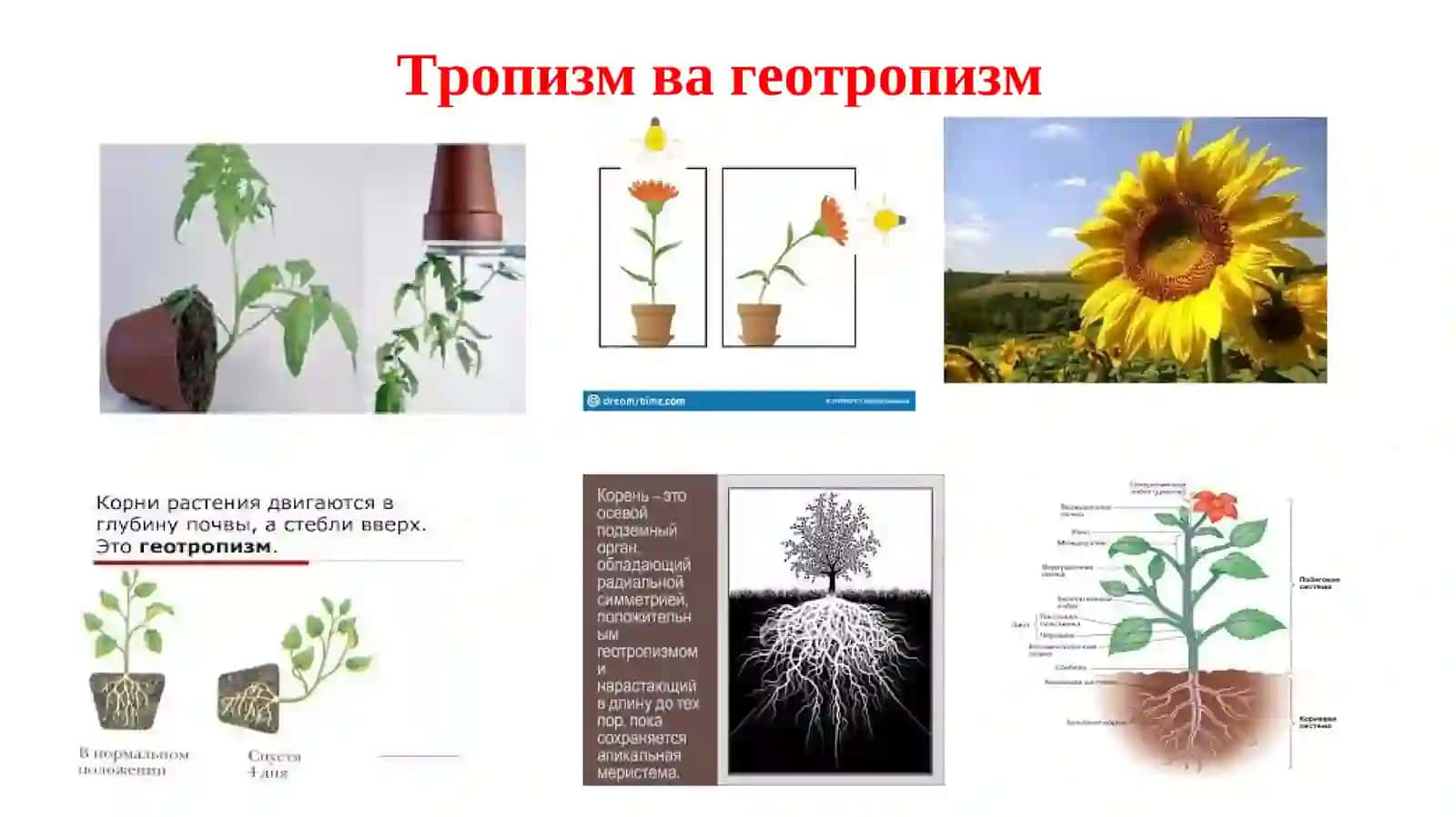 Зоопсихология 3