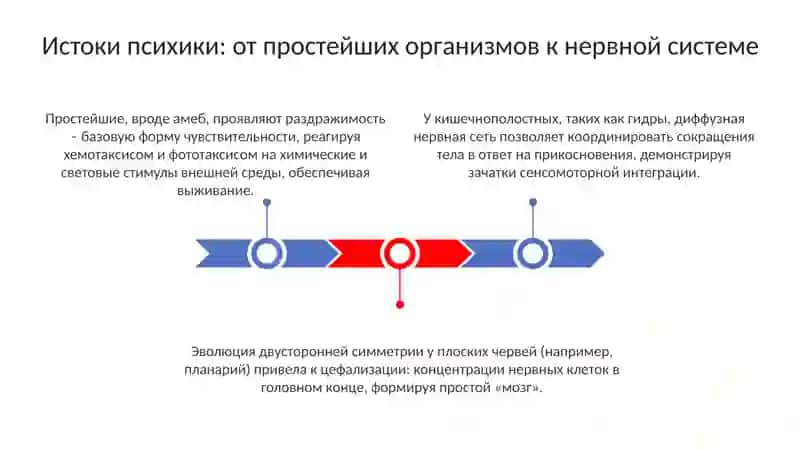 Филогенетическое развитие психики 3