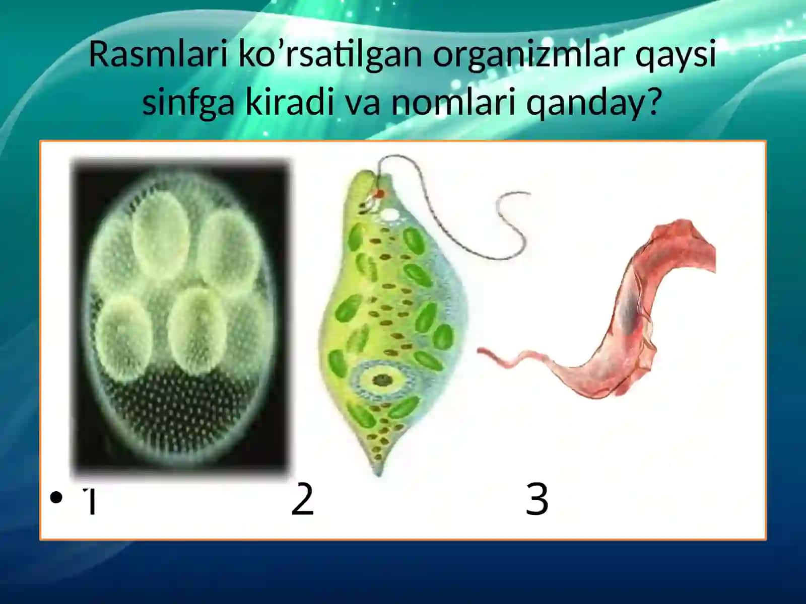 Infuzoriyalar va Sporalilar Sinflari 3