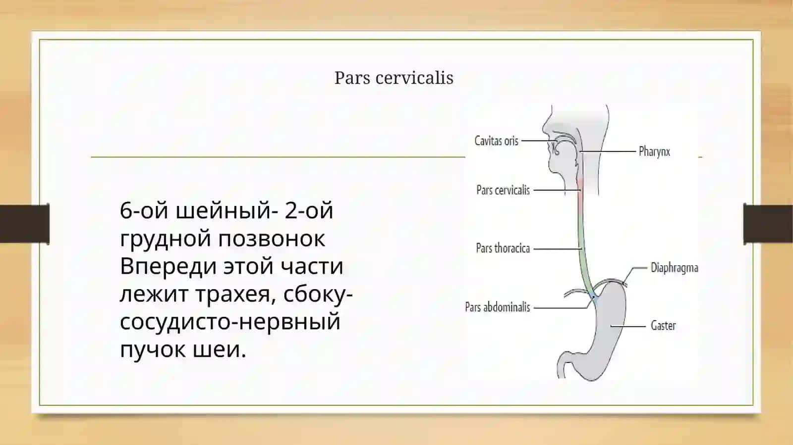 Пищевод (oesophagus) 3