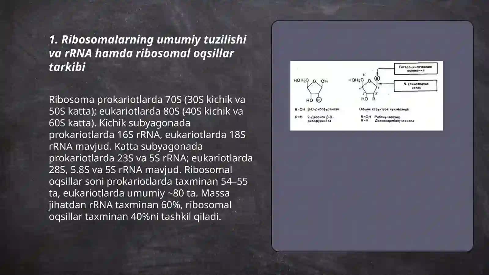 Ribosomalarning tuzilishi 3