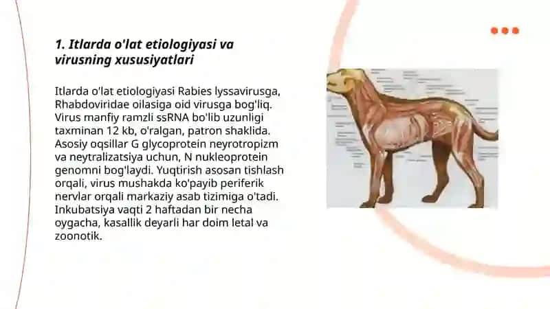 Itlarning o'lat, yuqumli gepatit, parvovirus enterit kasallikgi 3