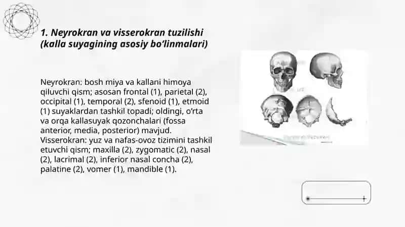Buttun Kalla suyagi va uning qismlari 3