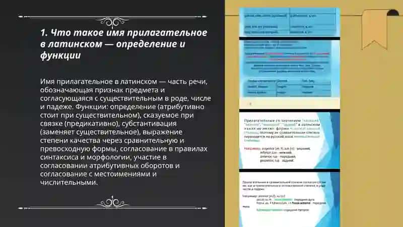 Имя прилагательное на латинском объяснение 3