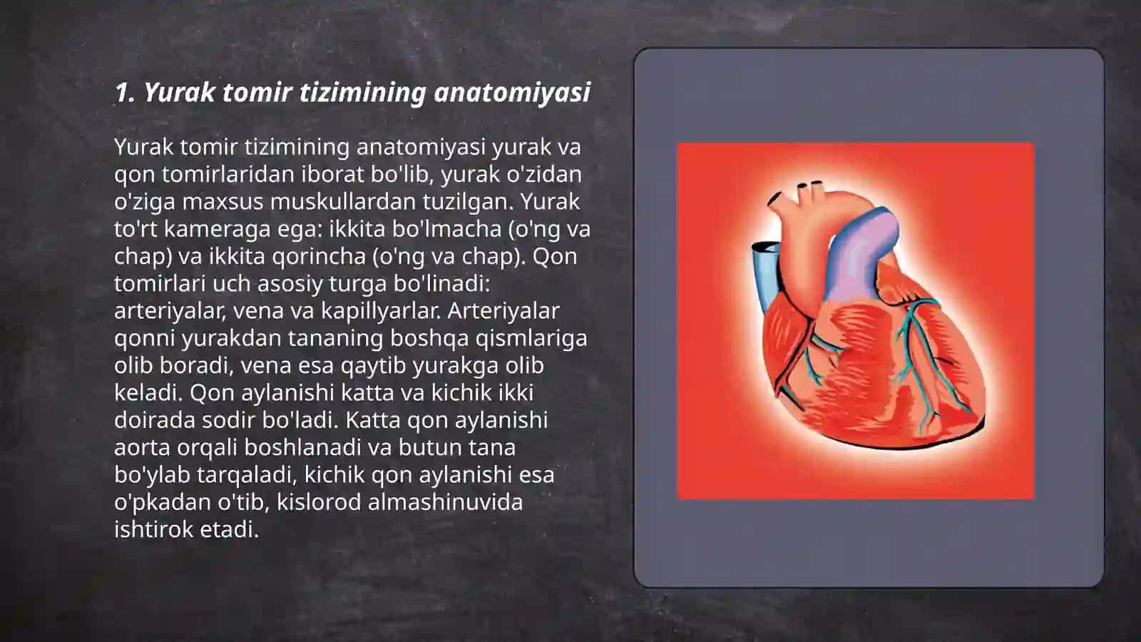 Yurak tomir tizimining anatomiyasi 3