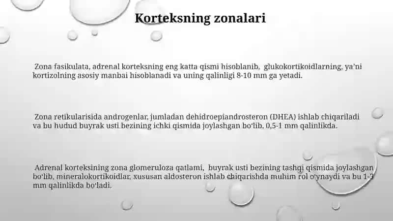 Buyrak usti bezining tuzilishi 3