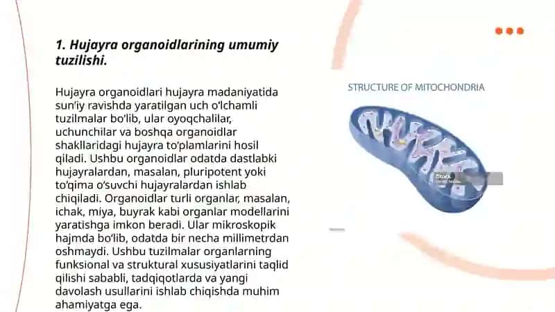 Hujayra organoidlari-mitoxondriya va plastidalar 3