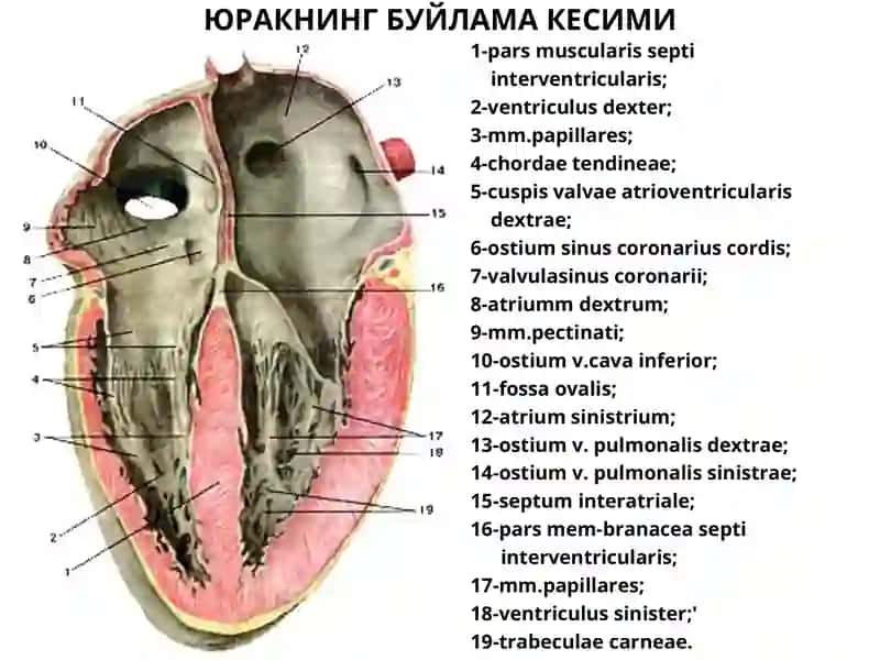 yurak anatomiyasi 3
