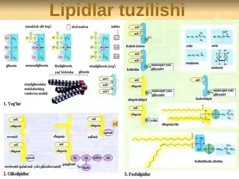 LIPIDLAR ALMASHINUVI BIOKIMYOSI 3