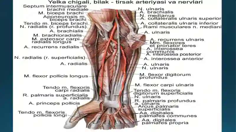 bilak anatomiyasi tranvatologiya fanidan 3