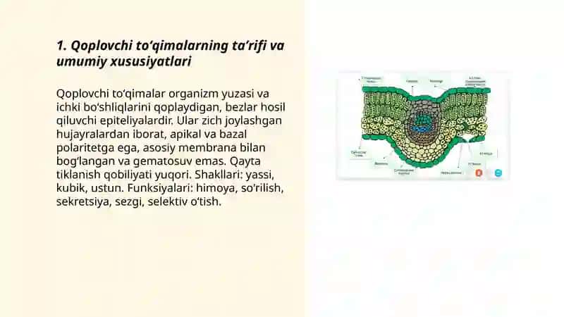 Qoplovchi toʻqimalar haqida 3