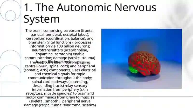 Brain and a nervous system 3