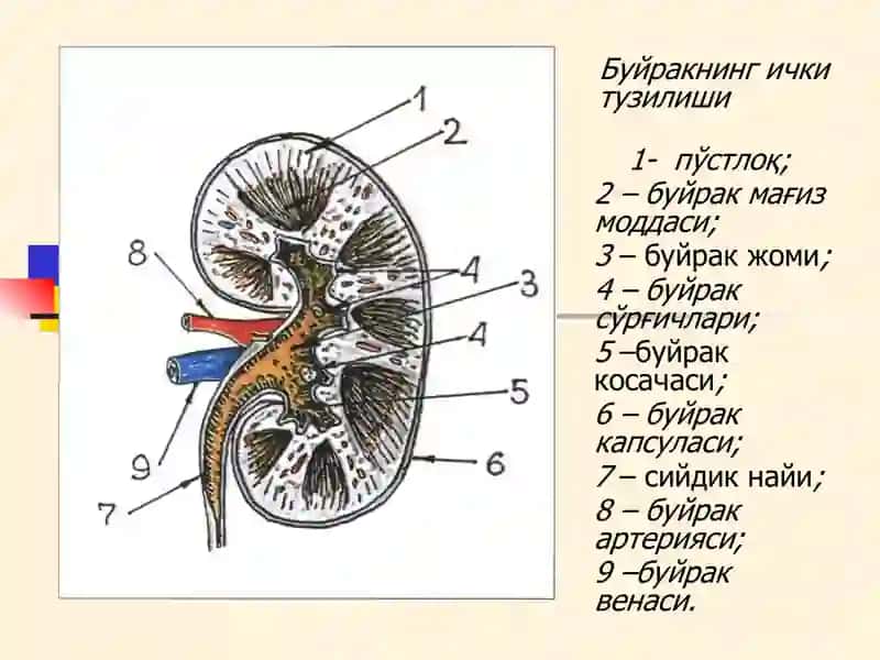 БУЙРАК КАСАЛЛИКЛАРИ БИЛАН КАСАЛЛАНГАН БЕМОРЛАРНИ ТЕКШИРИШ 3