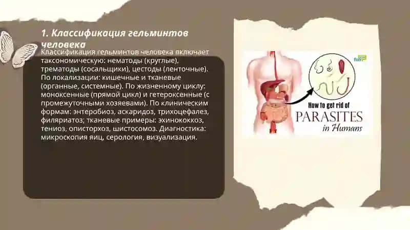 Классификация гельминтов человека 3