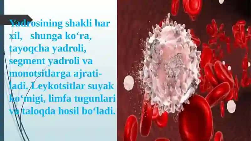 Leykositlar metabolizmi va xususiyatlari 3