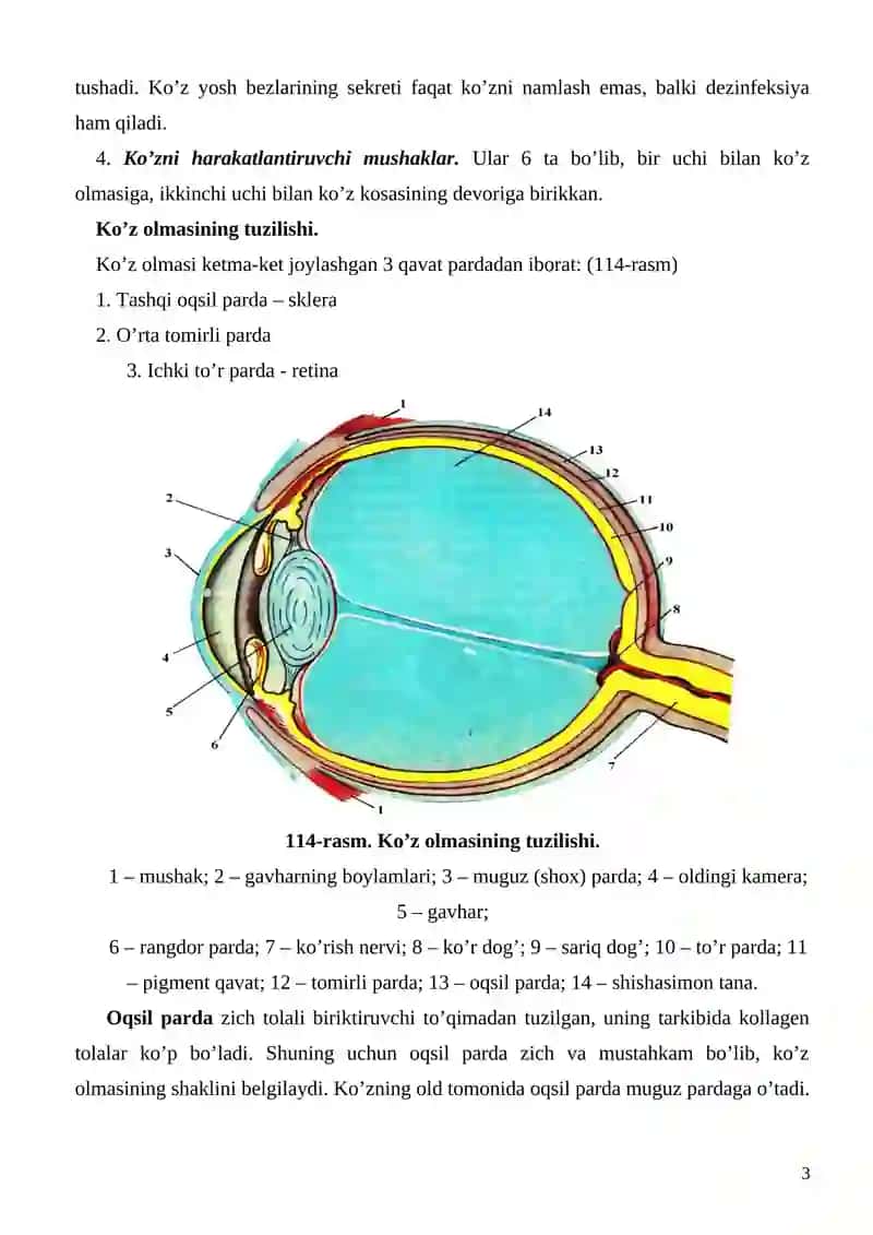 Sezgi organlari 3