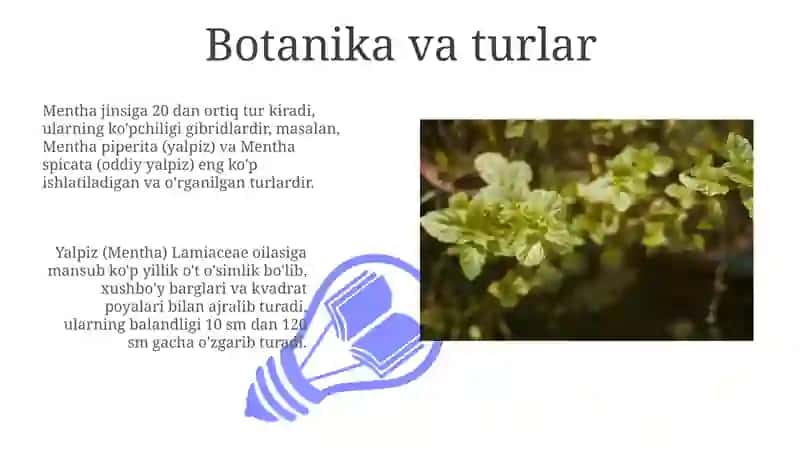 Yalpiz o'simliklar 3