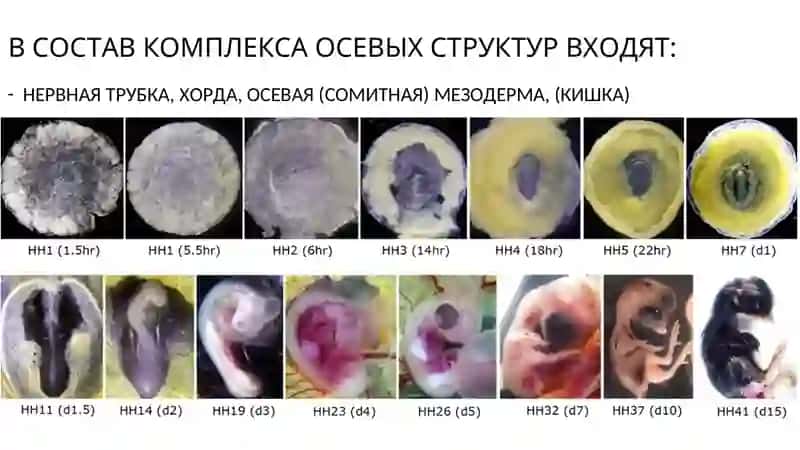 Нейруляция 3