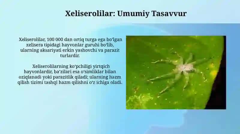 Xeliserolilar 3
