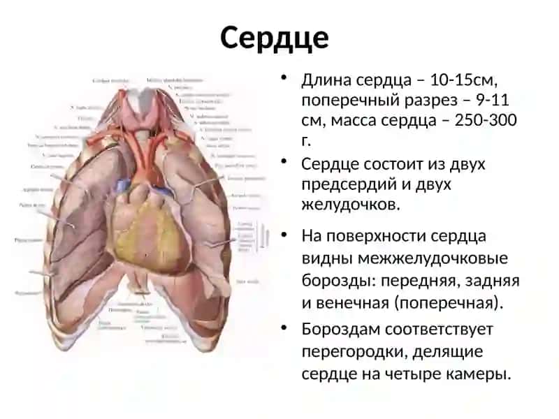 Топографическая анатомия и оперативная хирургия сердца 3