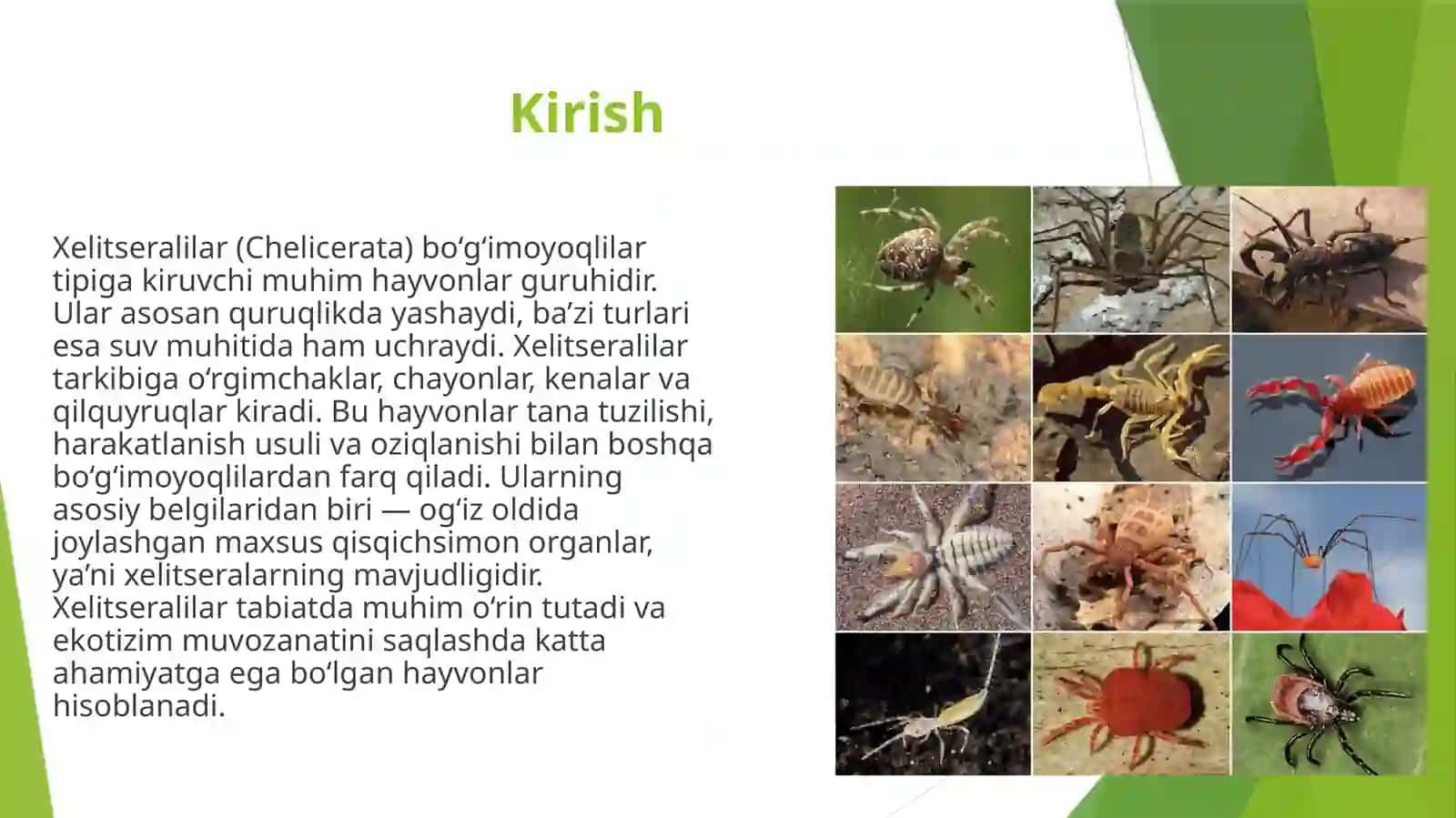 Xelitseralilar (Chelicerata) ning umumiy ta'rifi 3
