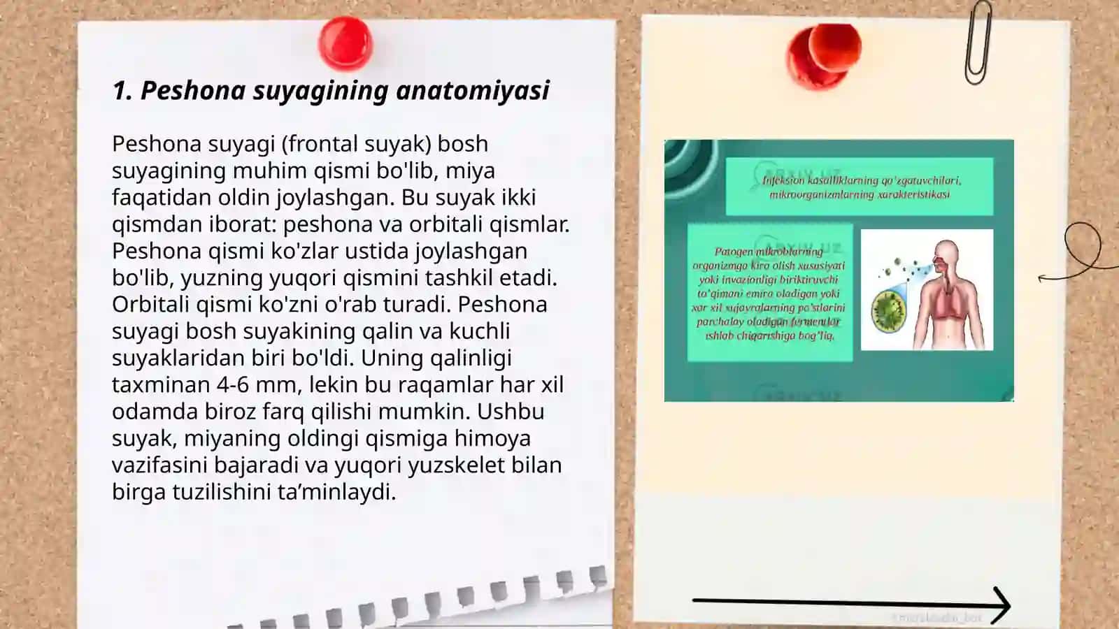 Peshona suyagi haqida malumotlar 3