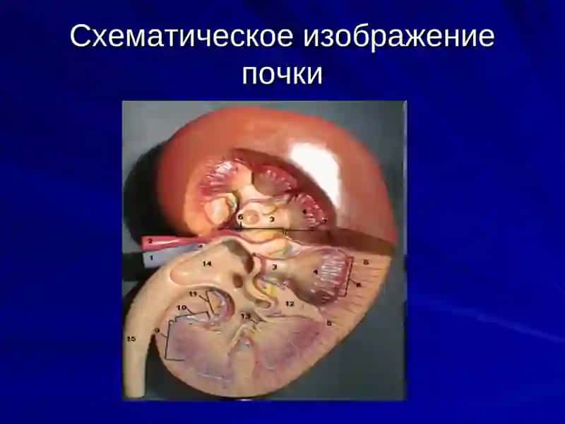 БИОХИМИЯ ПОЧЕК 3