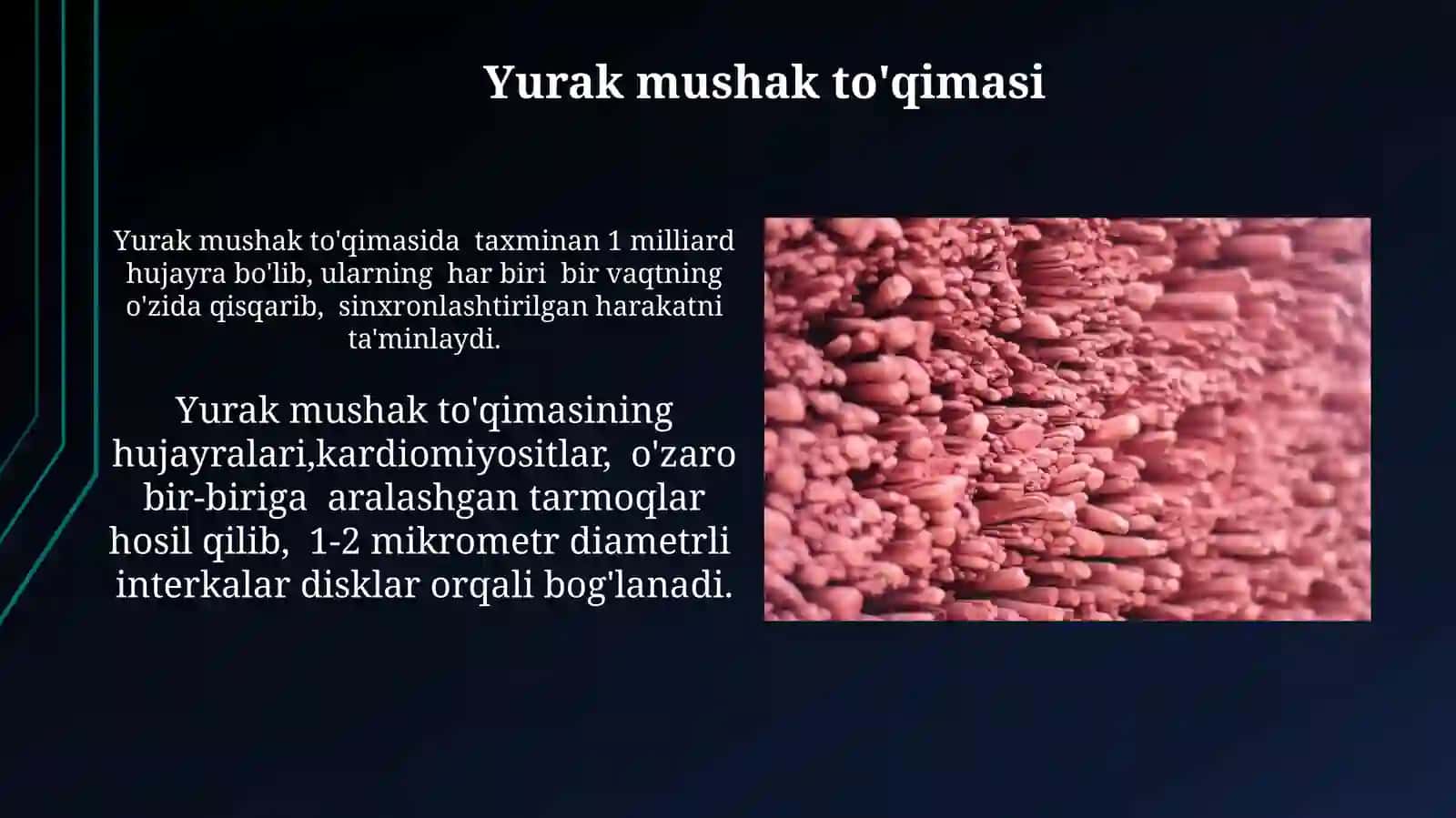 Mushak to'qimasi tuzilishi 3