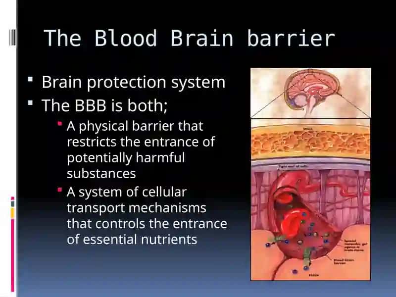 The Human Brain 3