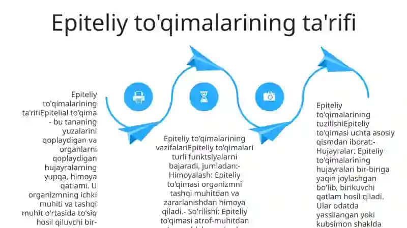 Epiteliy ToʻQimasining Tuzilishi 3