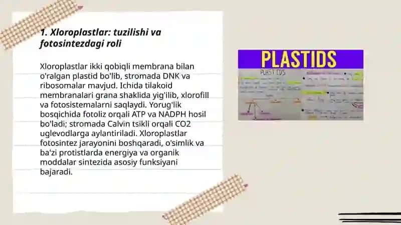 Plastida turlari va vazifalari 3