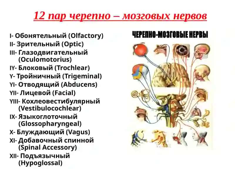 Бош Мия Нервлари Тузилиши 3