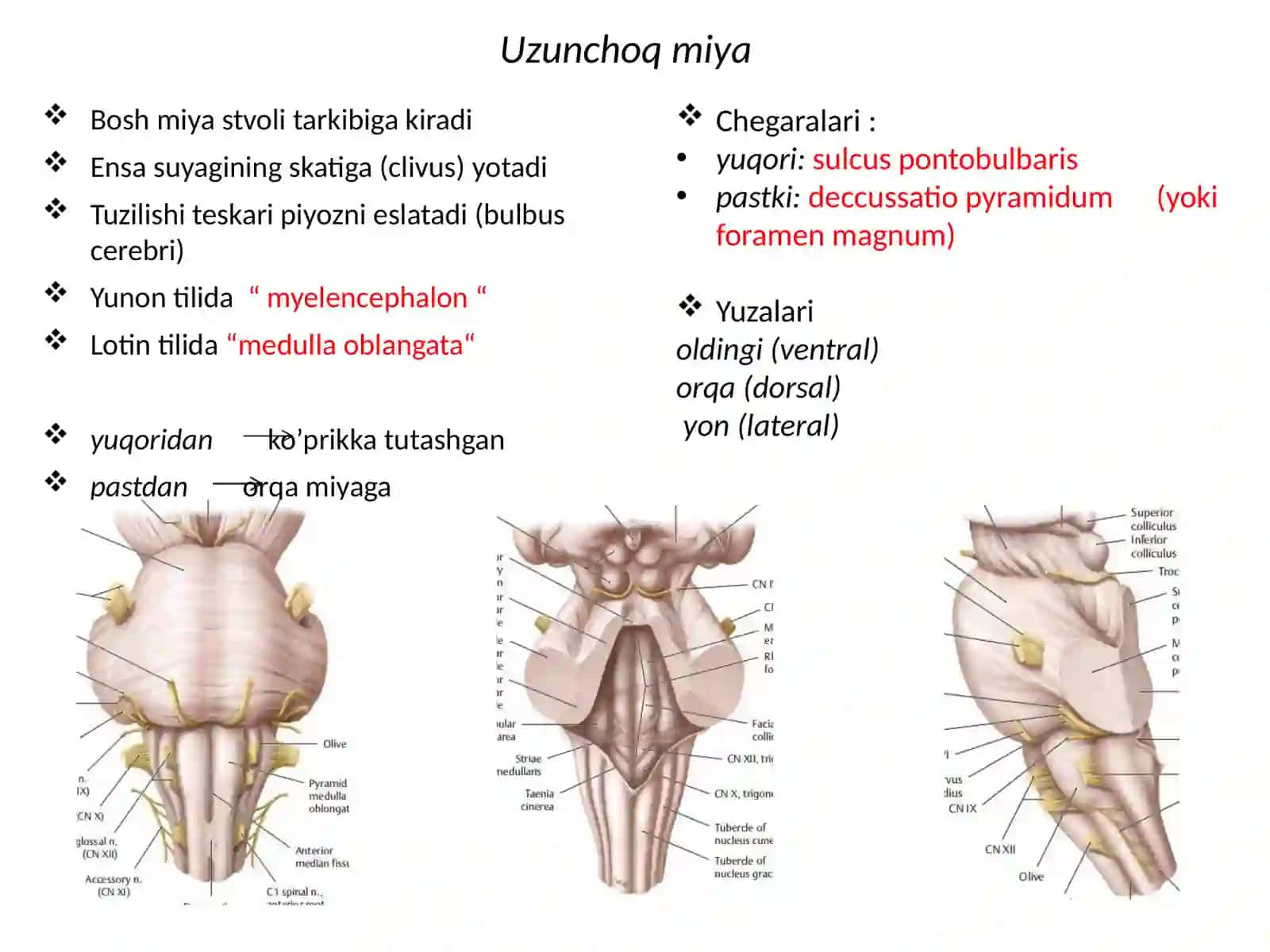 TRUNCUS CEREBRI(Miyastvoli)(anatomikjihatdan) 3