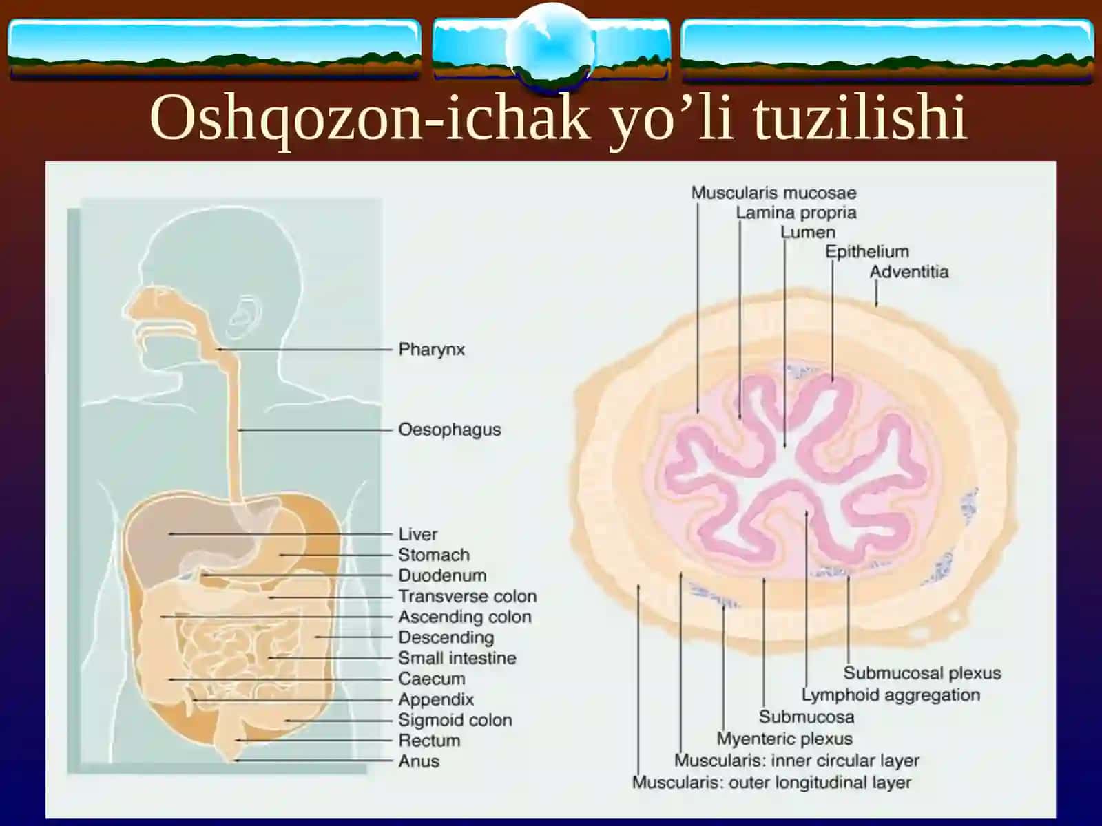 SURUNKALI ENTERIT. SURUNKALI KOLIT 3