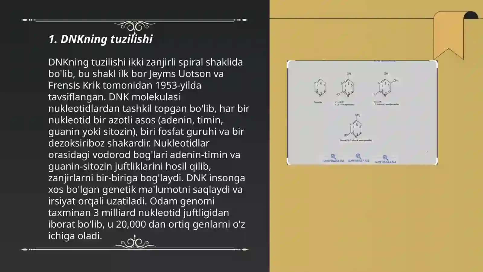DNK va RNKning tuzilishi 3