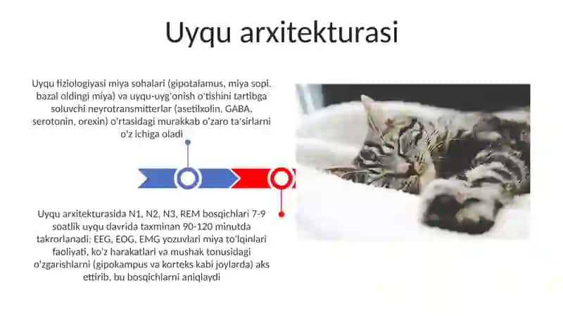Uyqu fiziologiyasi 3