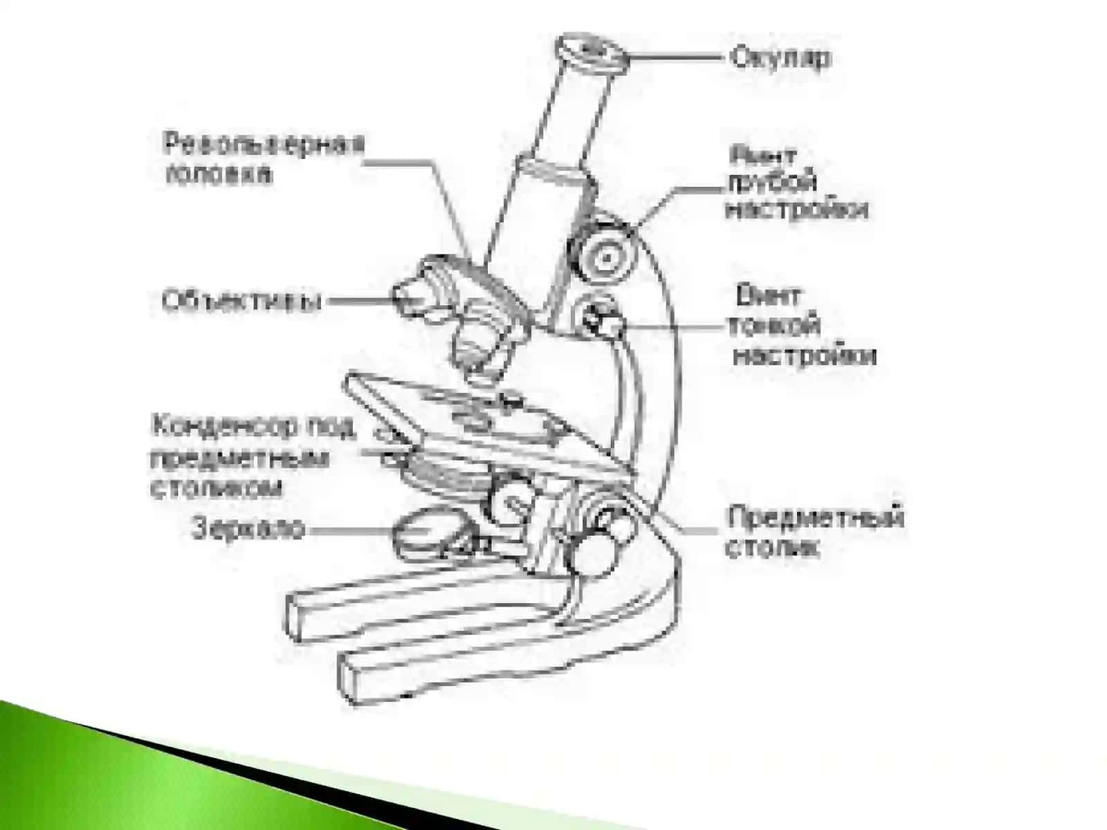 Mikroskop, zarrabin 3