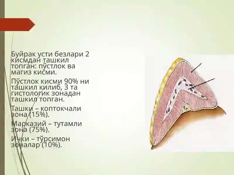 Буйрак усти безлари 3