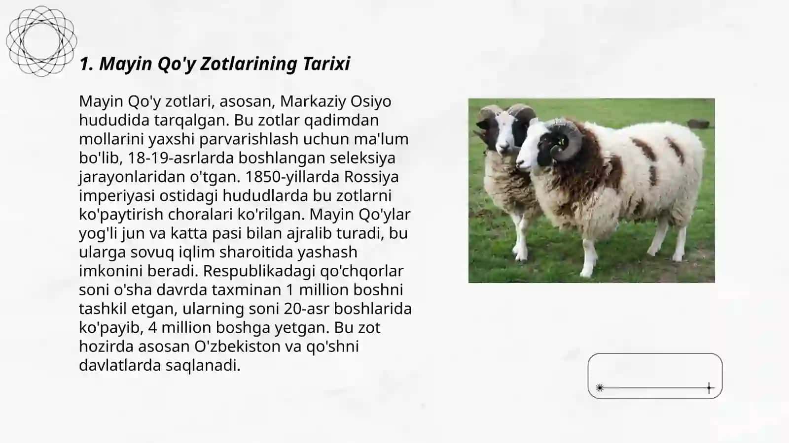 Mayin Junli Qo'y zotlari 3