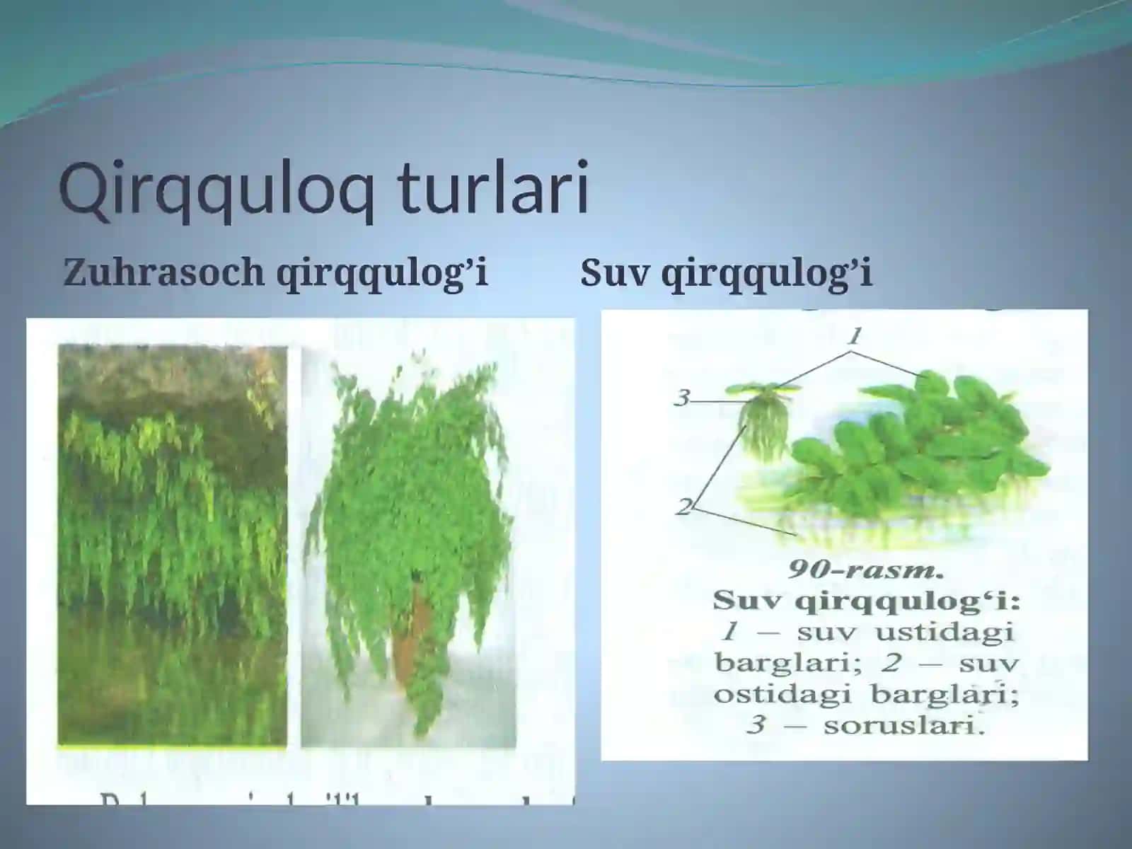 Ochiqurug’lilar bo’limi 3
